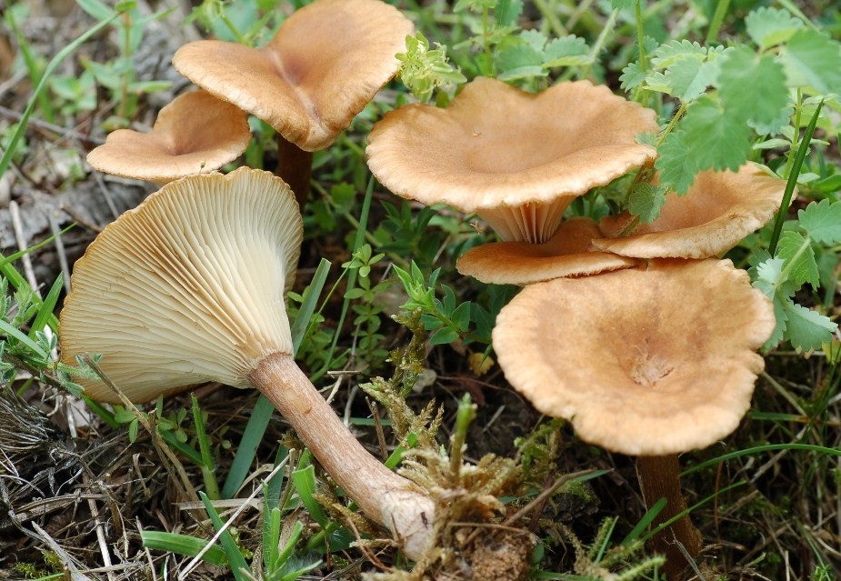 Clitocybe costata.